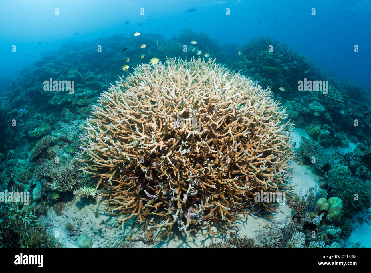 Branching acropora sp hi-res stock photography and images - Alamy