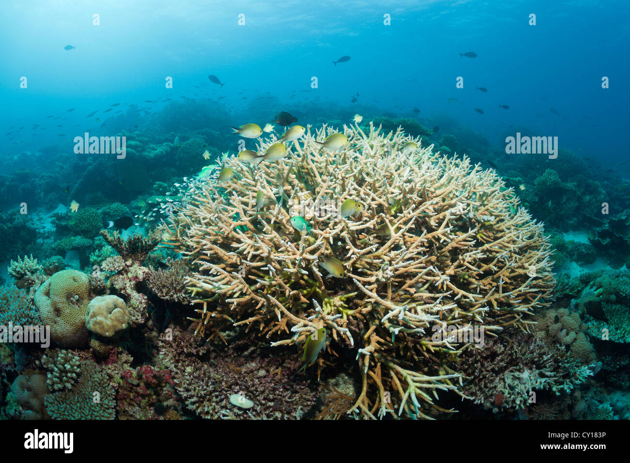 Branching Coral, Acropora sp., North Male Atoll, Maldives Stock Photo
