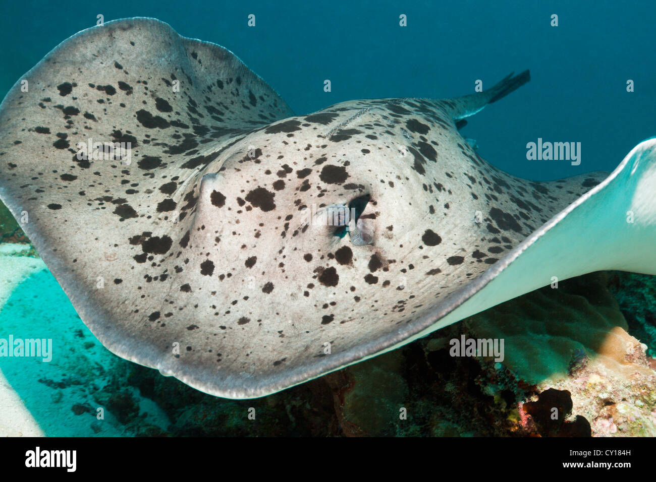 Blackspotted Stingray, Taeniura meyeni, North Male Atoll, Maldives