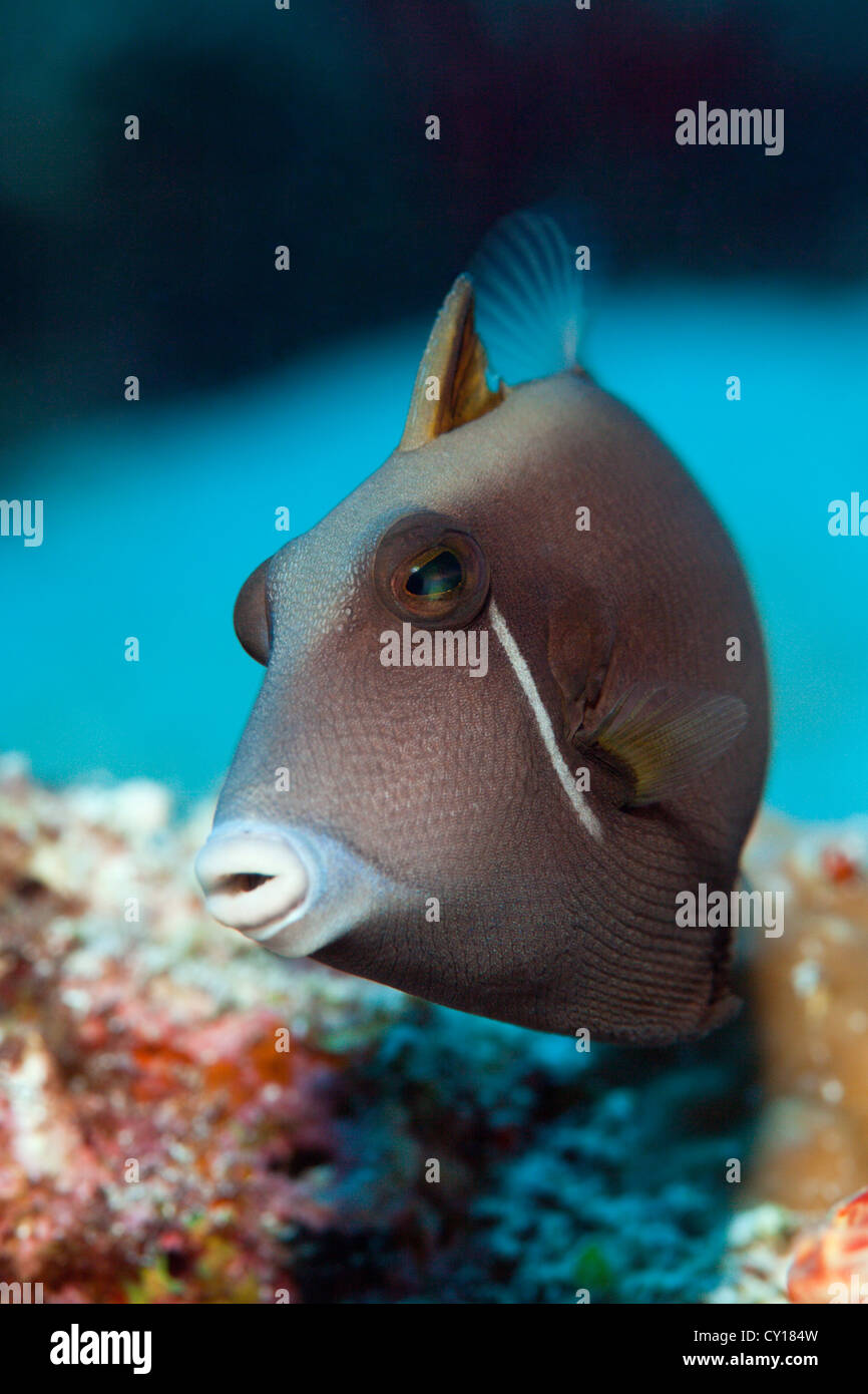 Halfmoon Triggerfish, Sufflamen chrysopterus, Thaa Atoll, Maldives ...