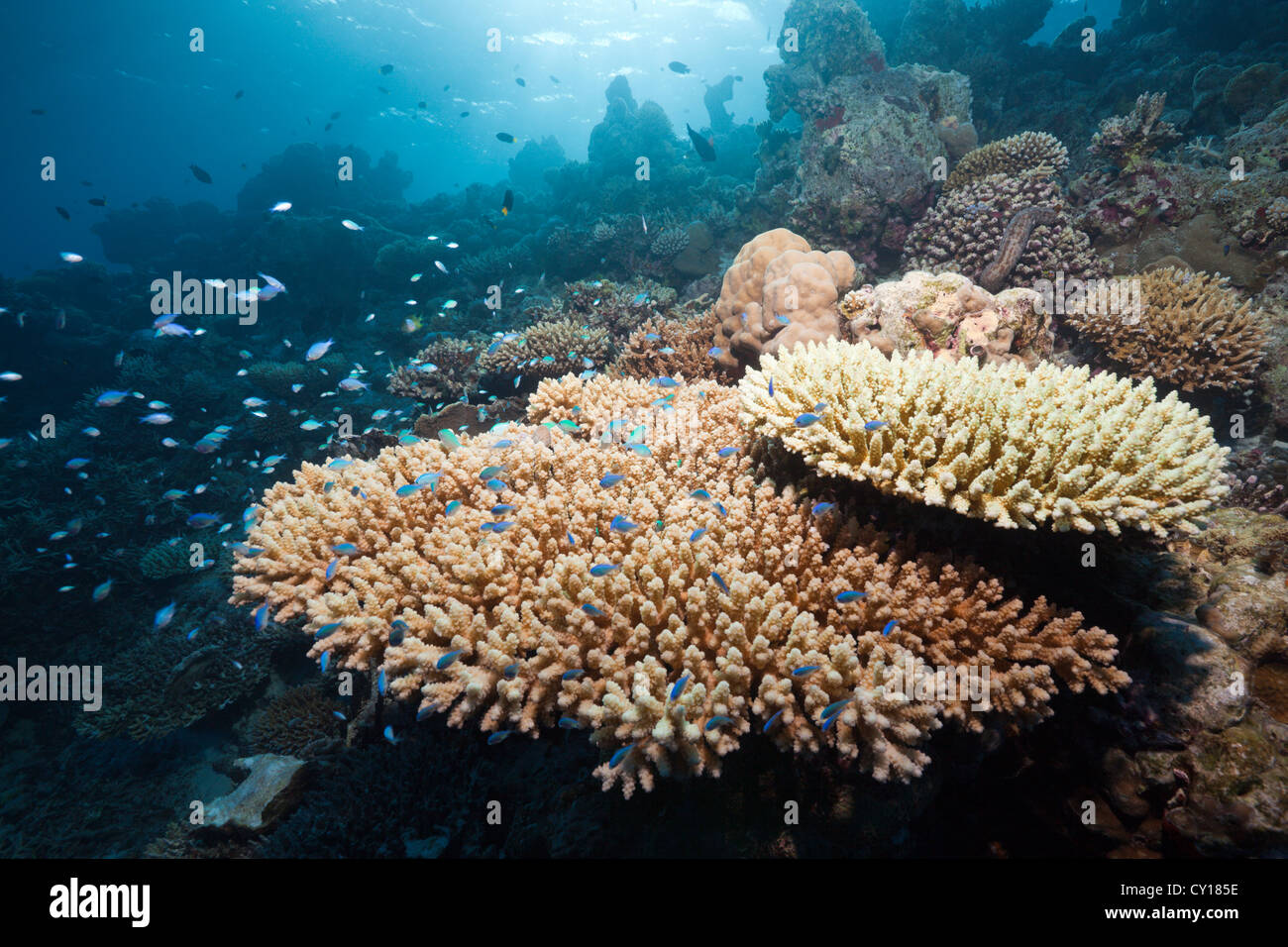 Reef of Table Corals, Acropora sp., North Male Atoll, Maldives Stock Photo