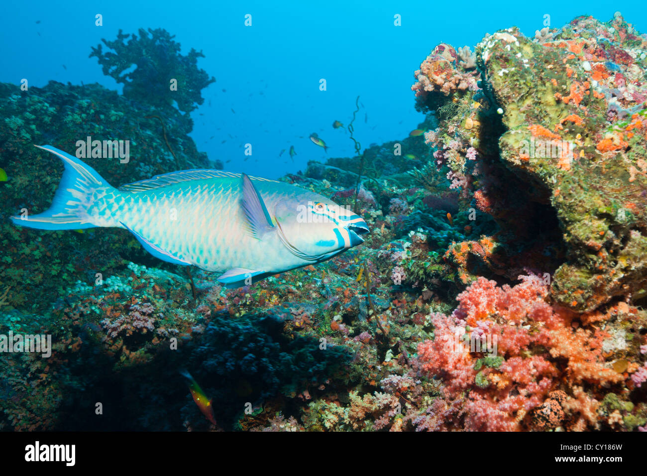 , Scarus rubroviolaceus, South Male Atoll, Maldives Stock Photo
