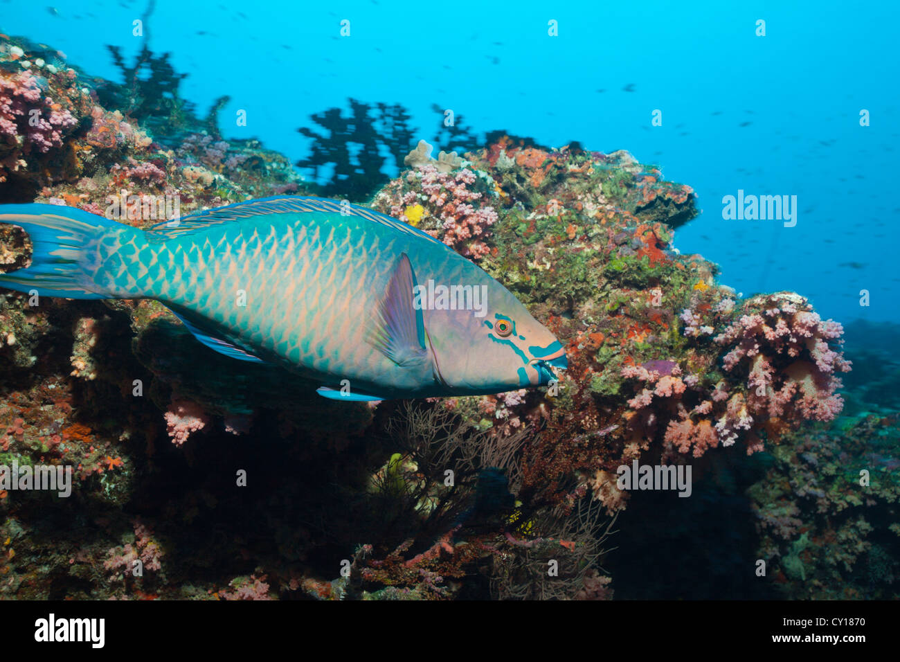 , Scarus rubroviolaceus, South Male Atoll, Maldives Stock Photo