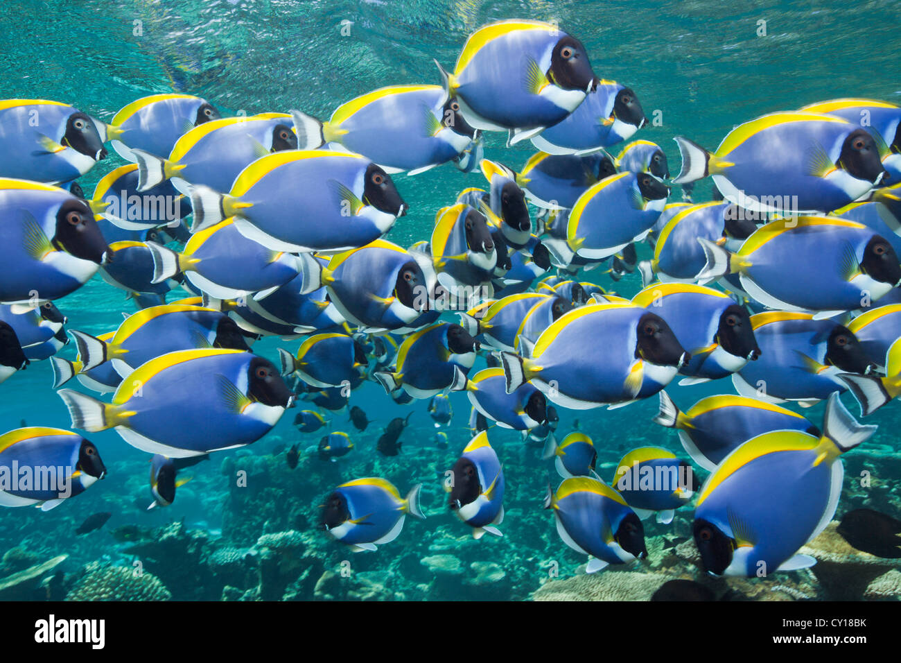 Shoal of Powder Blue Tang, Acanthurus leucosternon, Thaa Atoll, Maldives Stock Photo