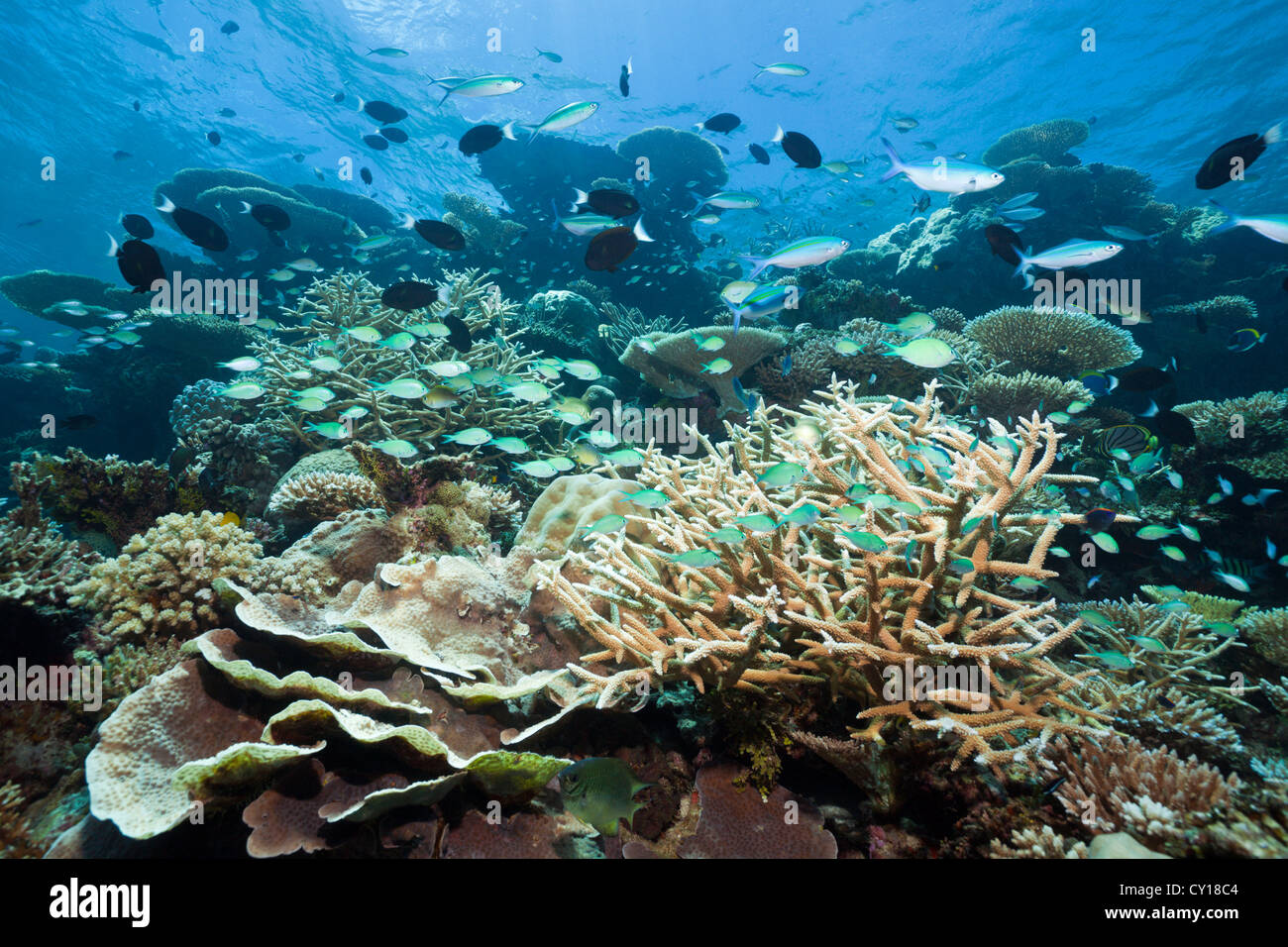 Green Chromis in Coral, Chromis viridis, Thaa Atoll, Maldives Stock Photo