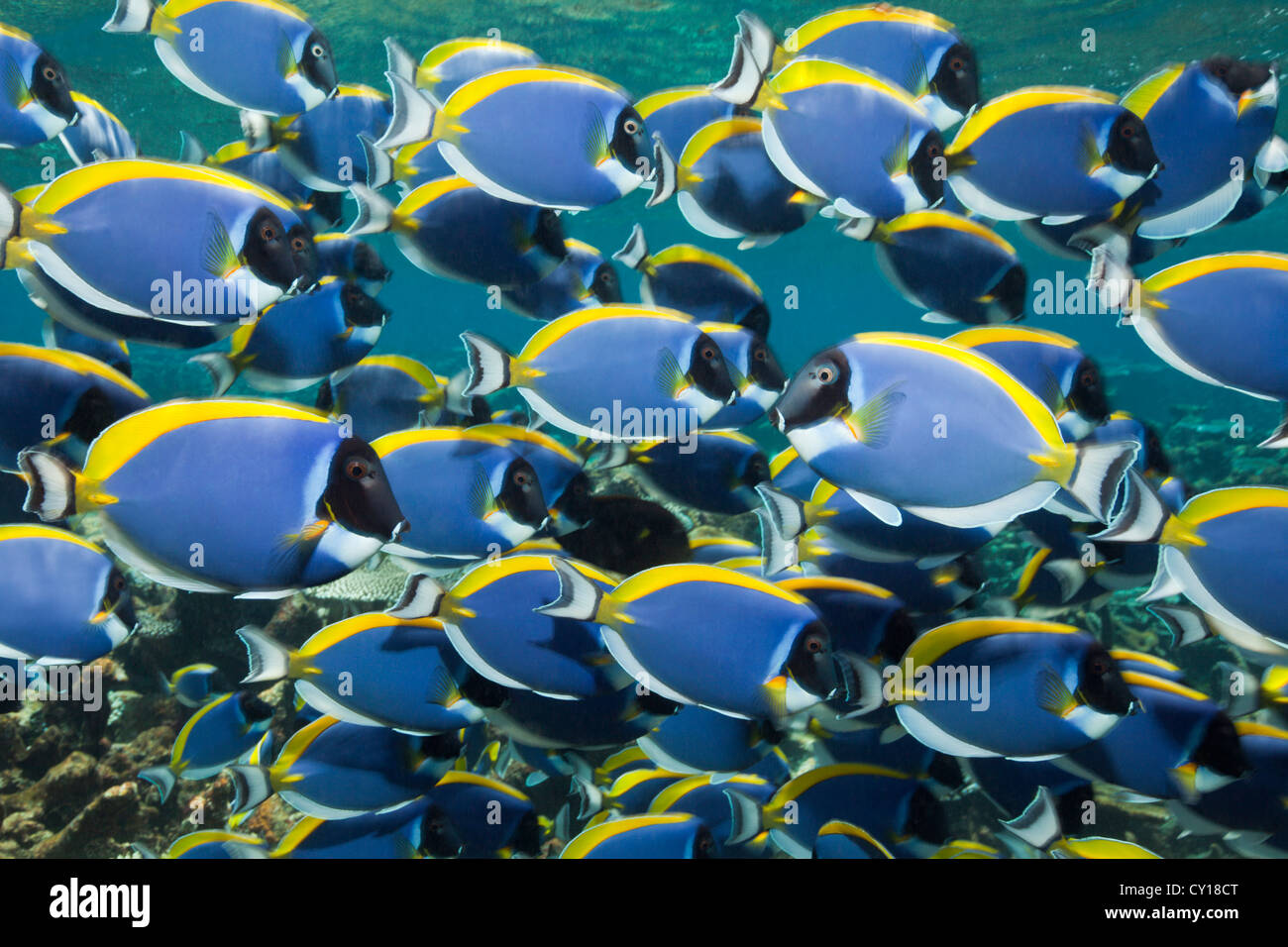 Shoal of Powder Blue Tang, Acanthurus leucosternon, Thaa Atoll