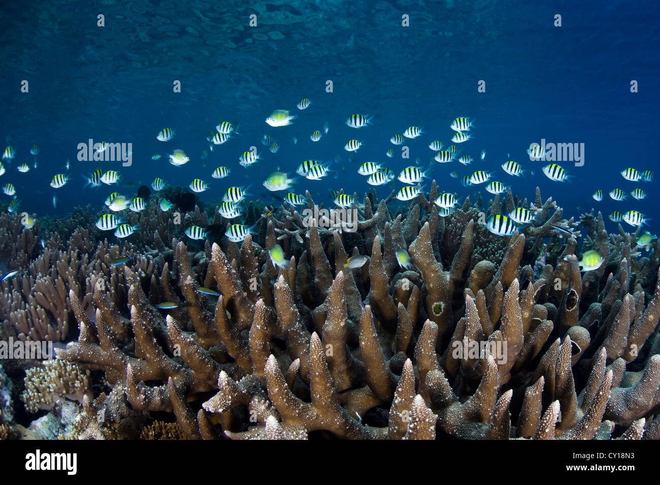 Sergant Major Damselfish over Staghorn Corals, Abudefduf vaigiensis, Misool, West Papua, Indonesia Stock Photo