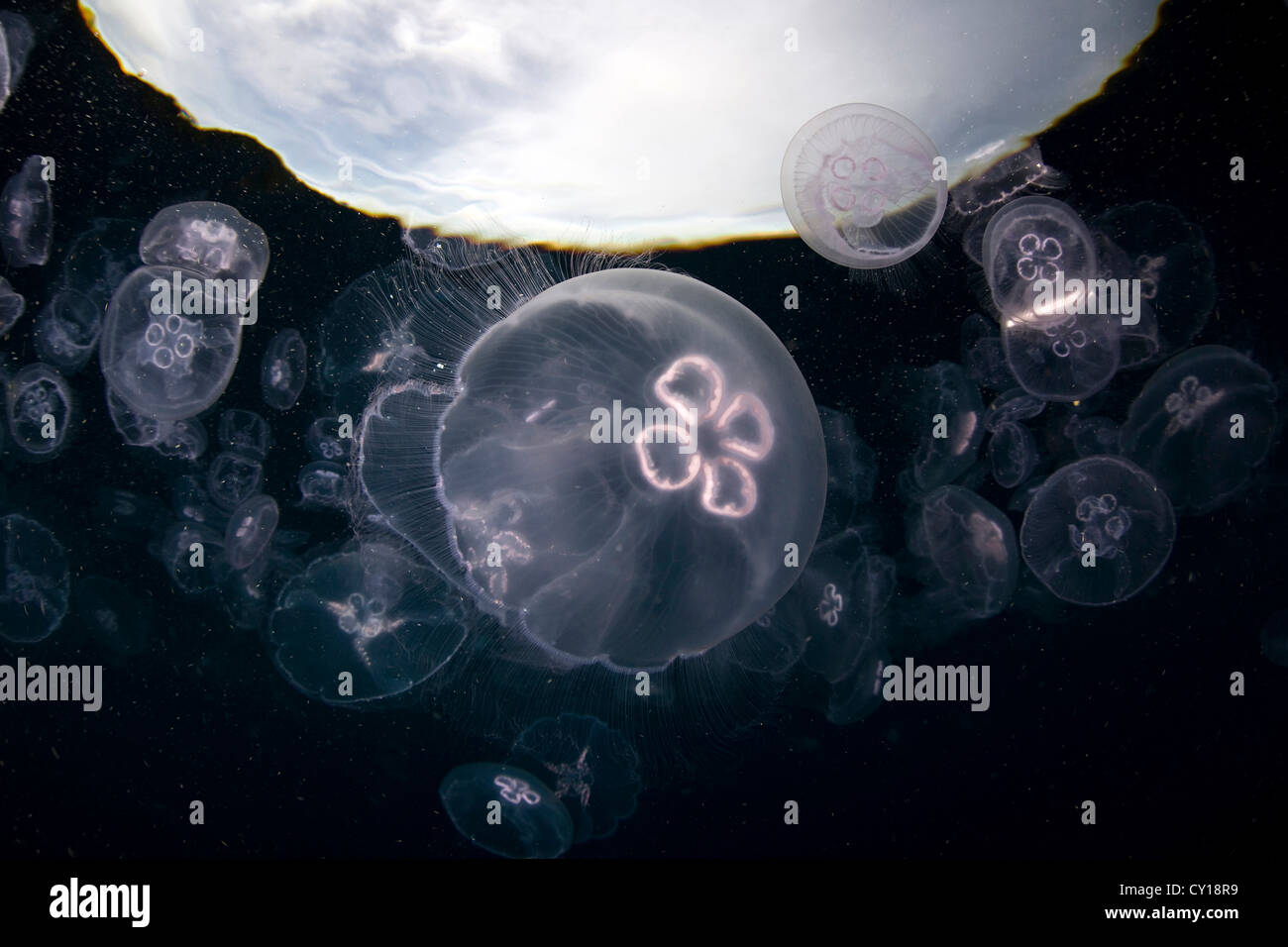 Aggregation of Moon Jellyfish, Aurelia aurita, Misool, West Papua, Indonesia Stock Photo