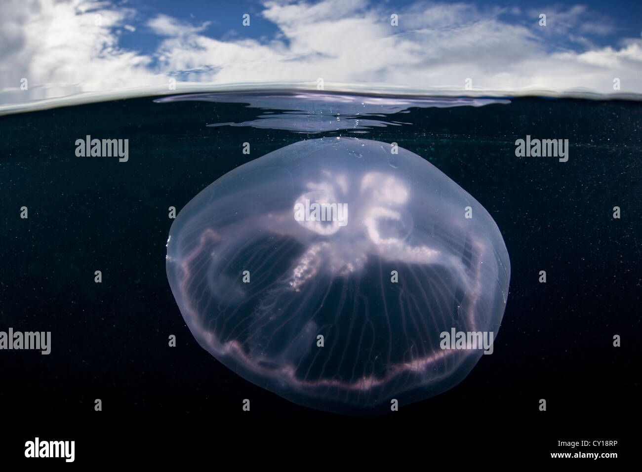 Moon Jellyfish pulses under surface, Aurelia aurita, Misool, West Papua, Indonesia Stock Photo