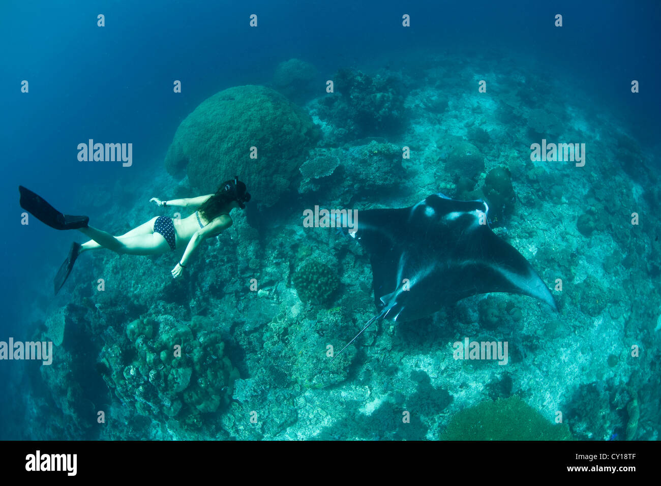 Free Diver and Manta, Manta alfredi, Misool, West Papua, Indonesia Stock Photo