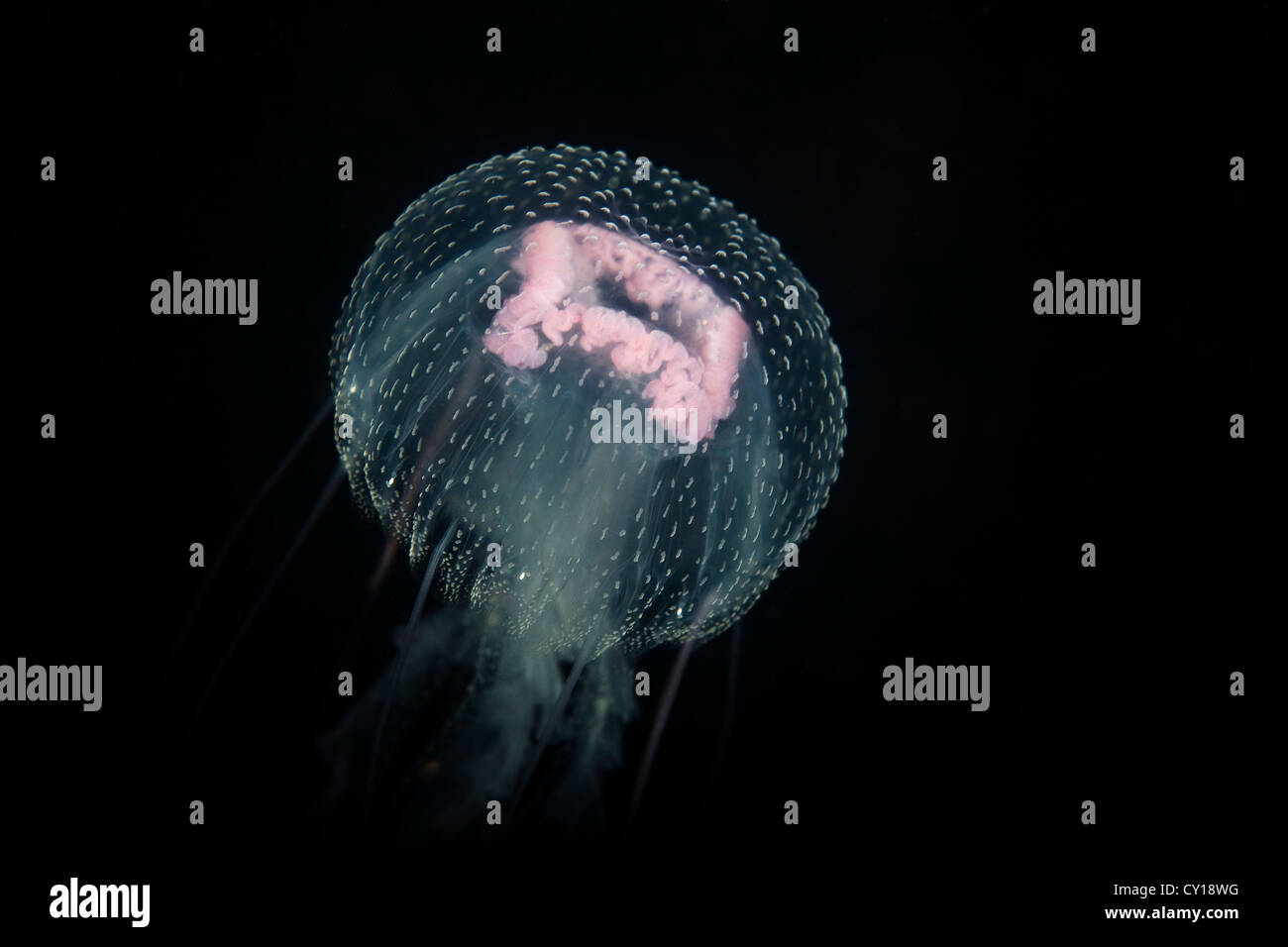 Luminescent Jellyfish, Pelagia noctiluca, Misool, West Papua, Indonesia Stock Photo