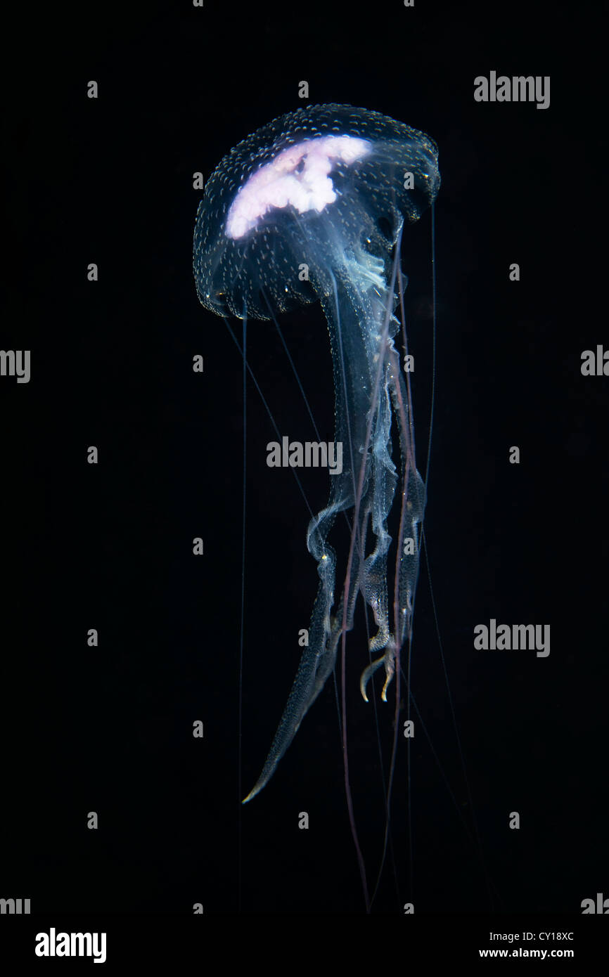 Luminescent jellyfish pelagia noctiluca misool hires stock photography