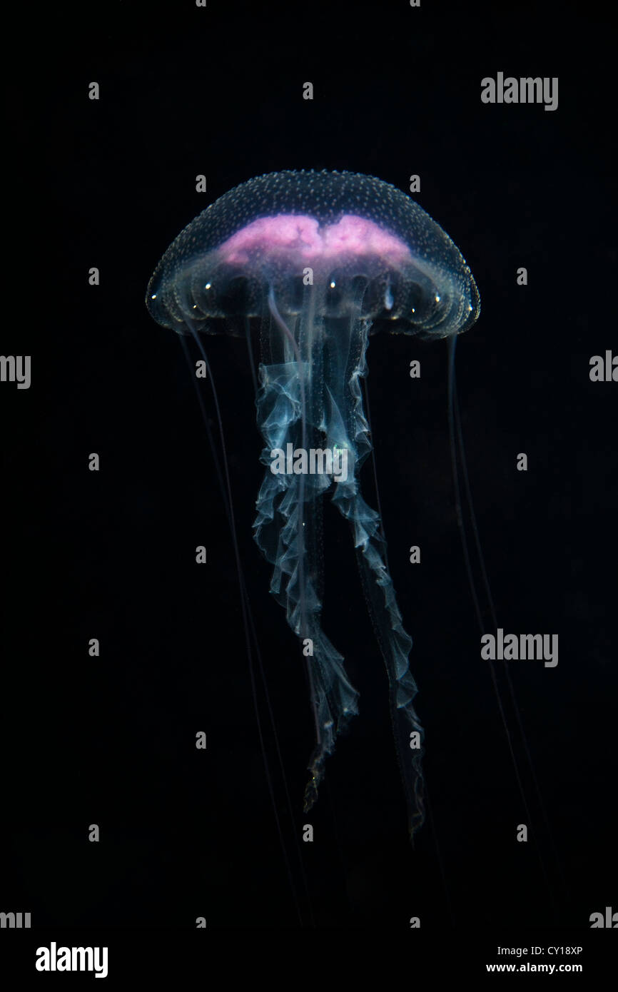 Luminescent Jellyfish, Pelagia noctiluca, Misool, West Papua, Indonesia Stock Photo