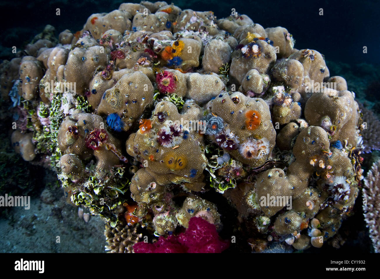 Colony of Christmas Tree Worms on Porite Coral, Spirobranchus giganteus, Raja Ampat, West Papua, Indonesia Stock Photo