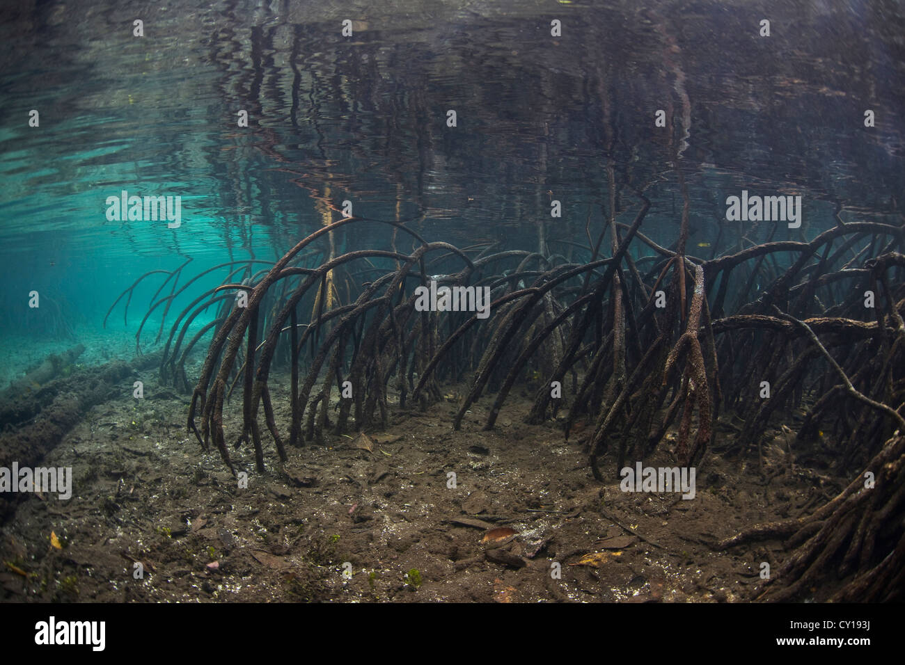 Mangrove Tree Roots, Rhizophora mangle, Raja Ampat, West Papua, Indonesia Stock Photo