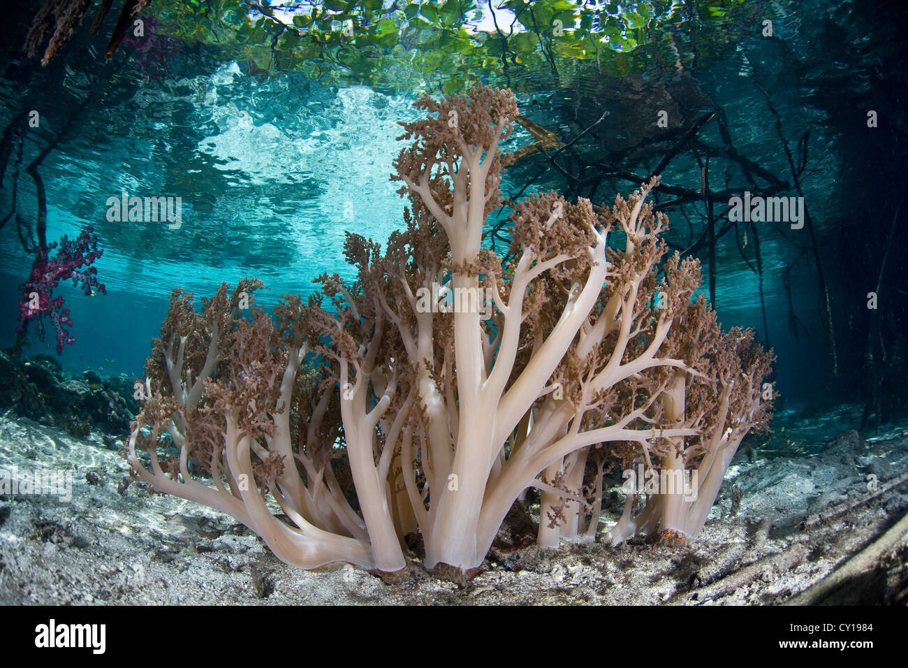 Leather Soft Corals in Mangrove Forest, Litophyton sp., Raja Ampat, West Papua, Indonesia Stock Photo