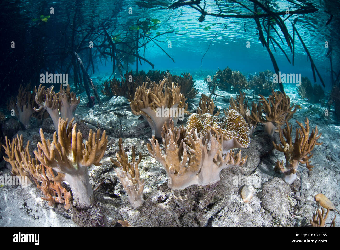 Leather Soft Corals in Mangrove Forest, Sinularia sp., Raja Ampat, West Papua, Indonesia Stock Photo
