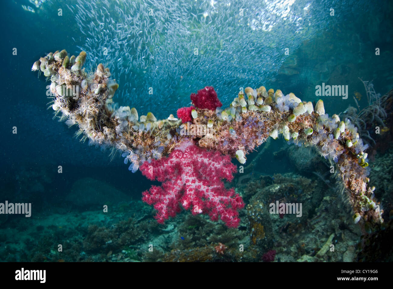 Corals and Tunicates growing on Tree Branch, Raja Ampat, West Papua, Indonesia Stock Photo