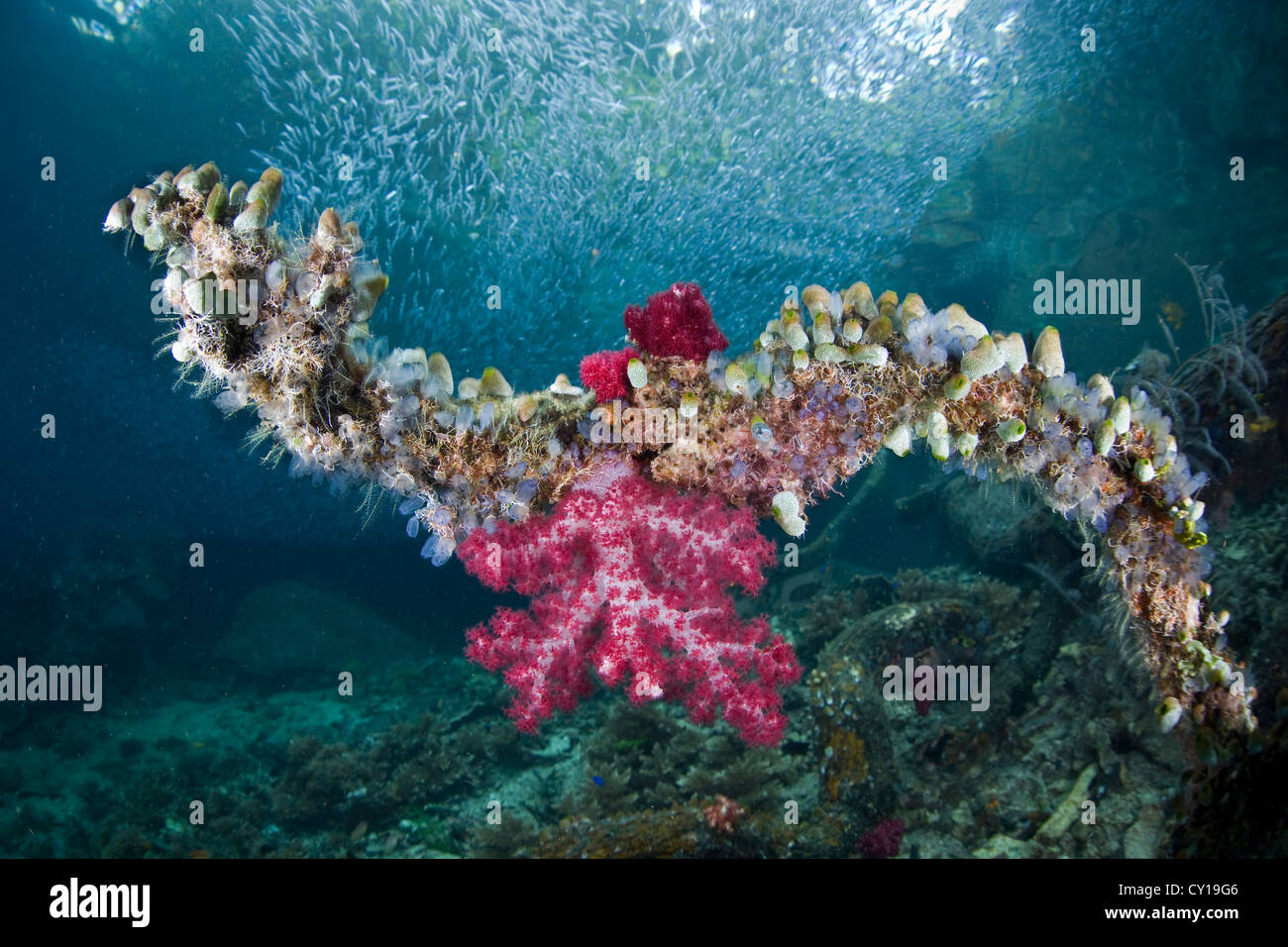 Corals and Tunicates growing on Tree Branch, Raja Ampat, West Papua ...