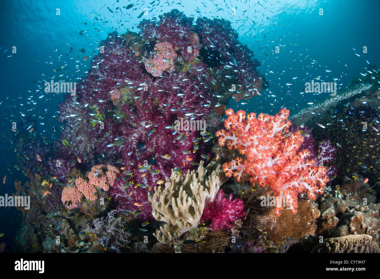 Colorful Coral Reef, Raja Ampat, West Papua, Indonesia Stock Photo - Alamy