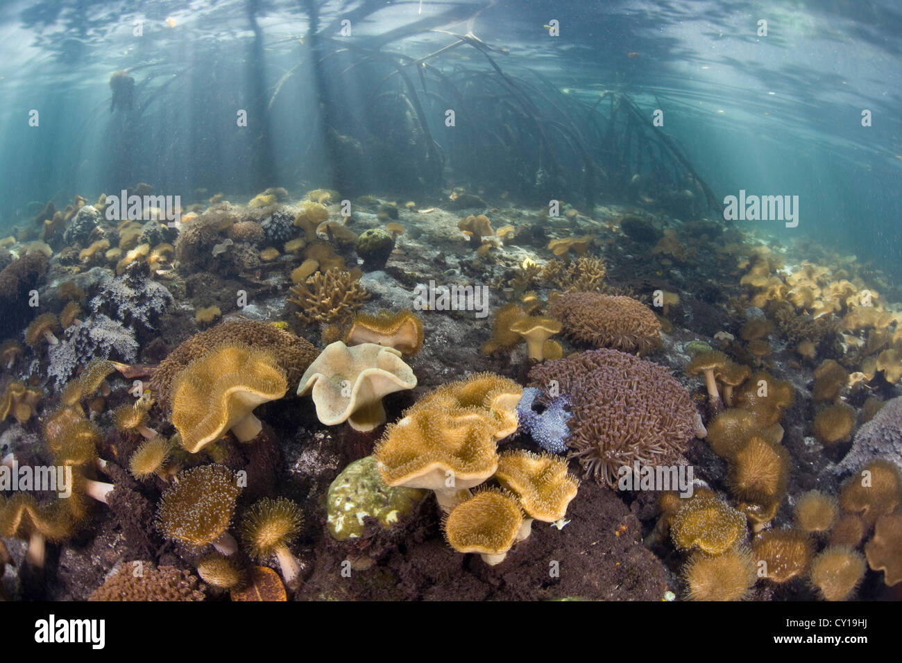 Leather Soft Corals in Mangrove Forest, Sarcophyton sp., Raja Ampat, West Papua, Indonesia Stock Photo