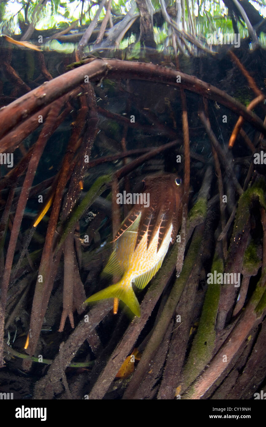 Broadclub Cuttlefish feeding on fish between Mangrove Tree Roots, Sepia latimanus, Raja Ampat, West Papua, Indonesia Stock Photo