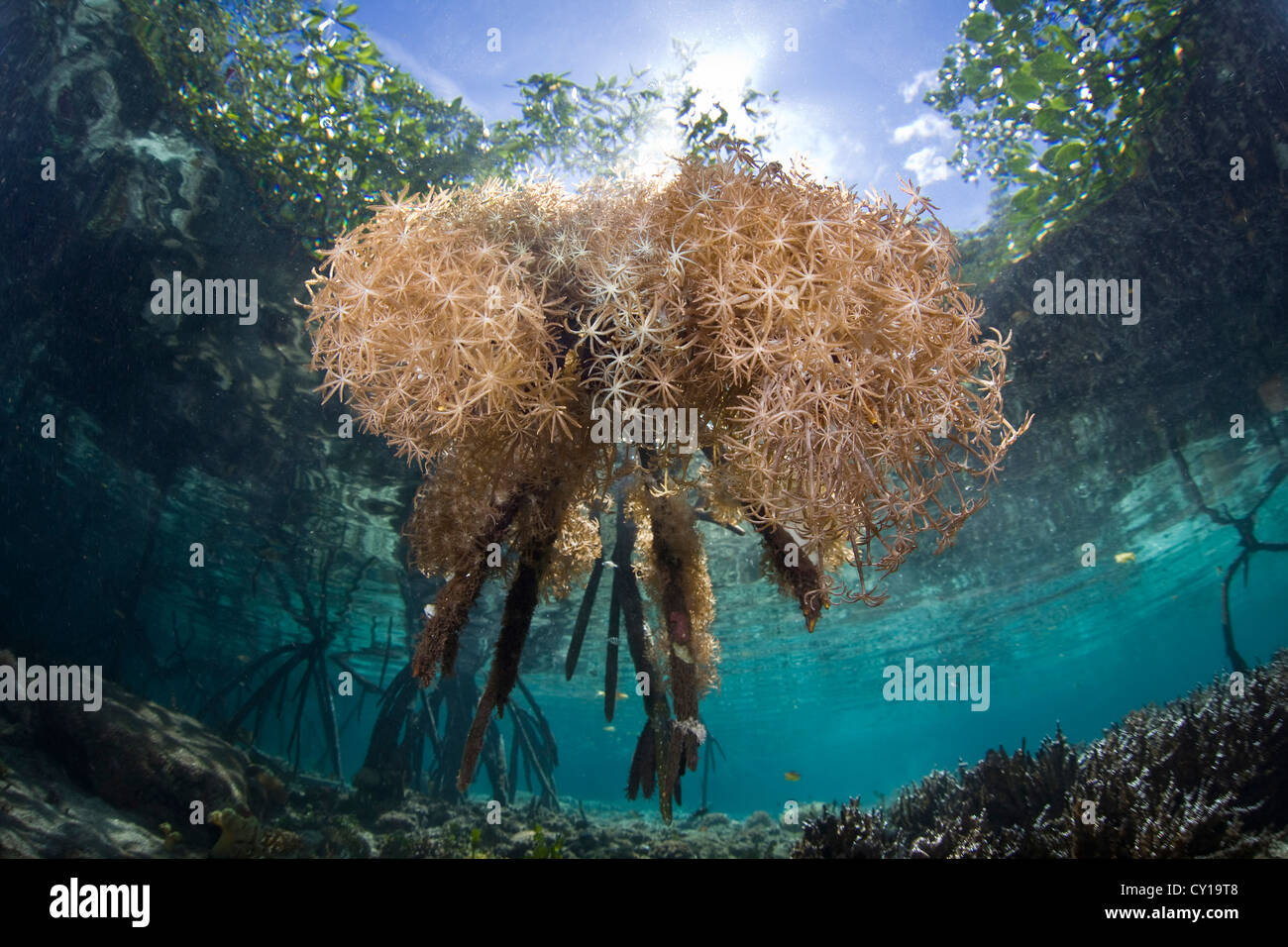 Xenia Corals in Mangrove Forest, Xenia actuosa, Raja Ampat, West Papua