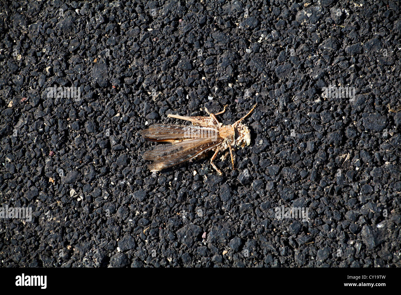 downtrodden and smashed on the asphalt road Stock Photo Alamy