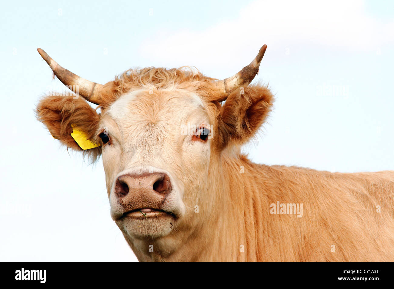 cow head - farm animal Stock Photo