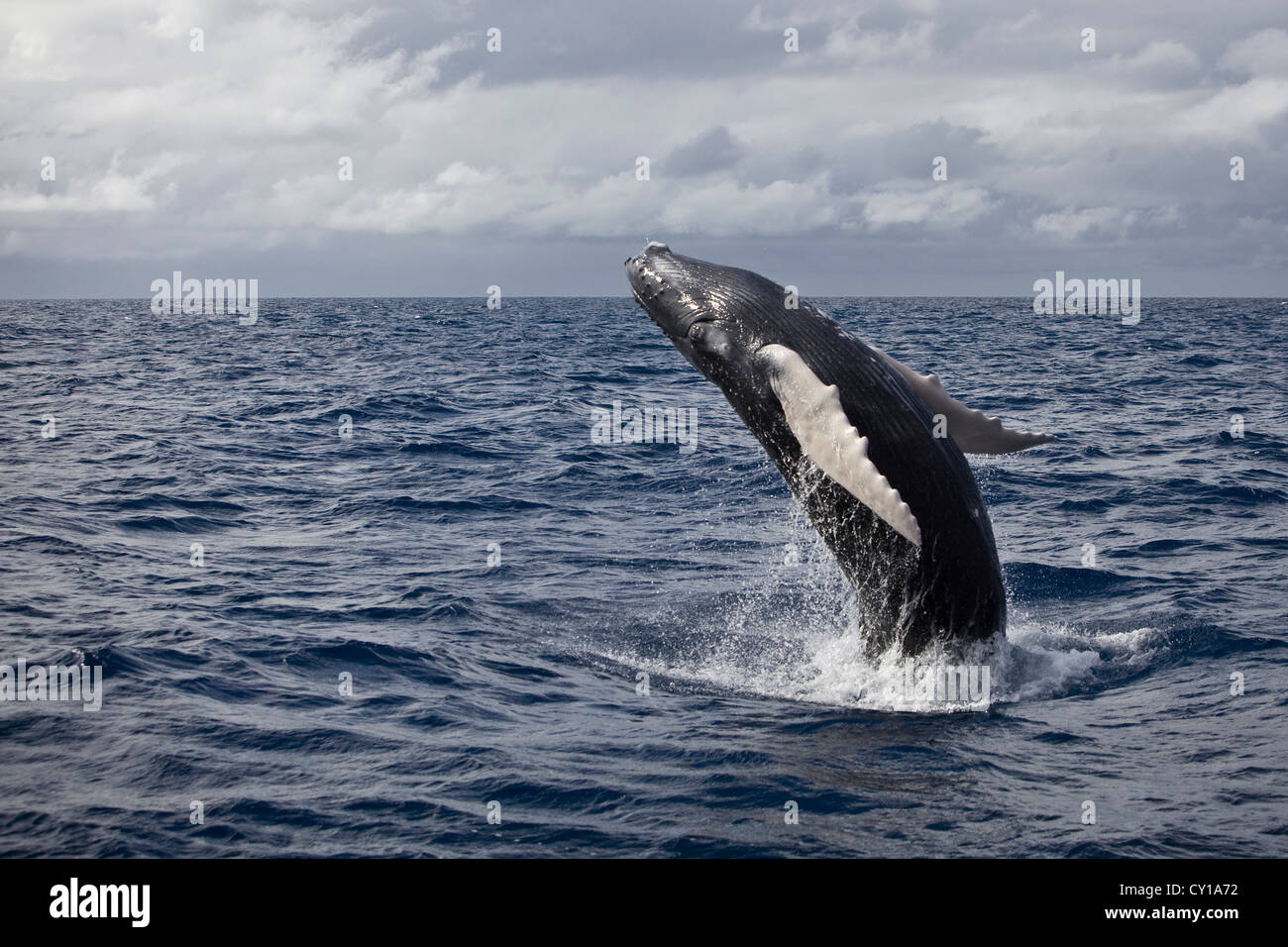 Humpback Whale breaching, Megaptera novaeangliae, Silver Bank, Atlantic Ocean, Dominican Republic Stock Photo