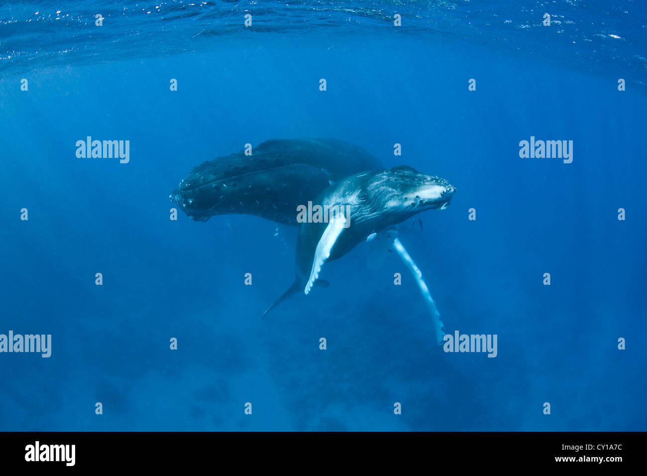 Humpback Whale Mother with Calf, Megaptera novaeangliae, Silver Bank, Atlantic Ocean, Dominican Republic Stock Photo