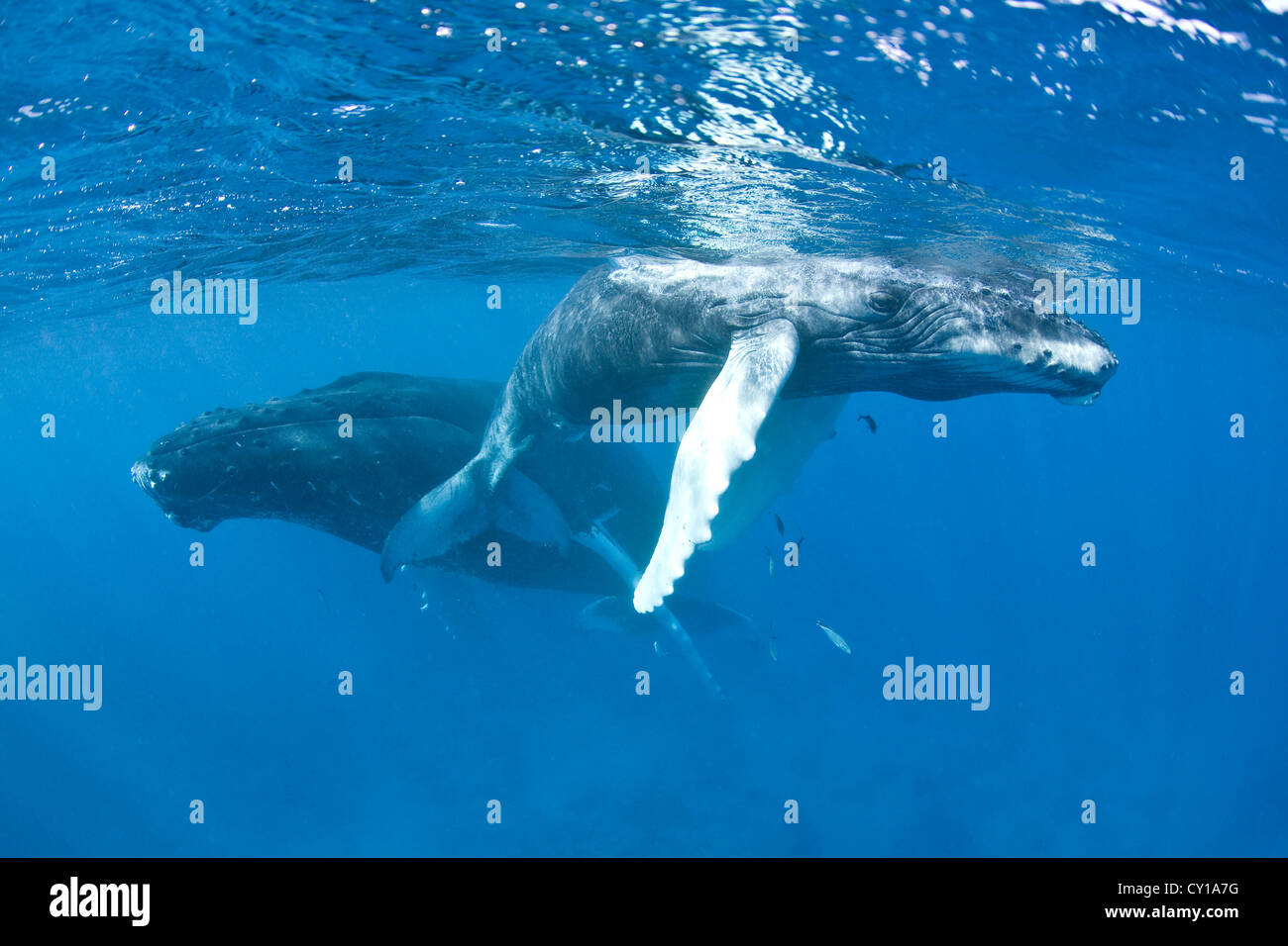 Humpback Whale Mother with Calf, Megaptera novaeangliae, Silver Bank, Atlantic Ocean, Dominican Republic Stock Photo