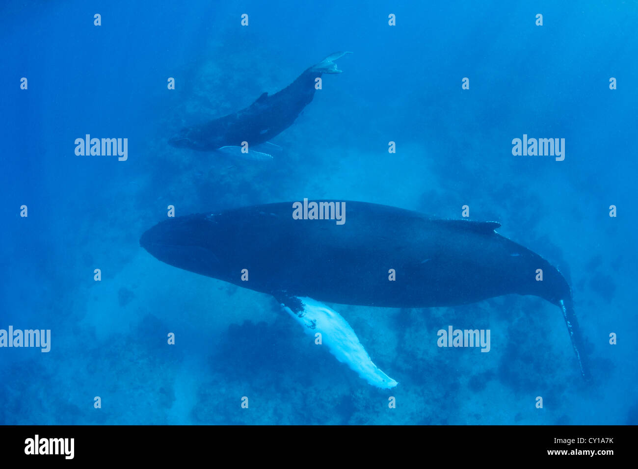 Humpback Whale Mother with Calf, Megaptera novaeangliae, Silver Bank, Atlantic Ocean, Dominican Republic Stock Photo