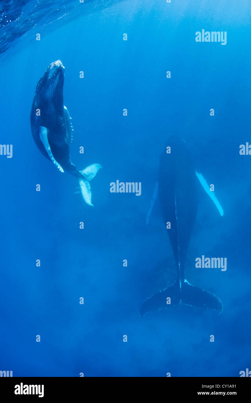 Humpback Whale Mother with Calf, Megaptera novaeangliae, Silver Bank, Atlantic Ocean, Dominican Republic Stock Photo