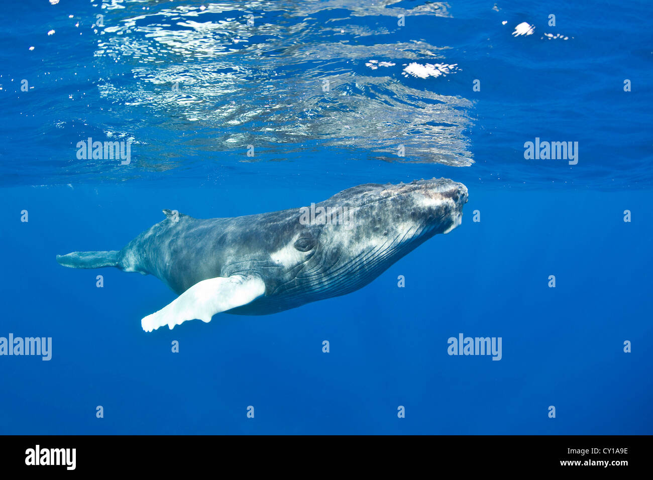 Humpback Whale, Megaptera novaeangliae, Silver Bank, Atlantic Ocean, Dominican Republic Stock Photo