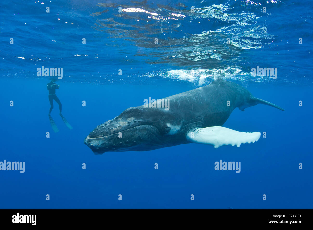 Humpback whale underwater diver hi-res stock photography and images - Alamy