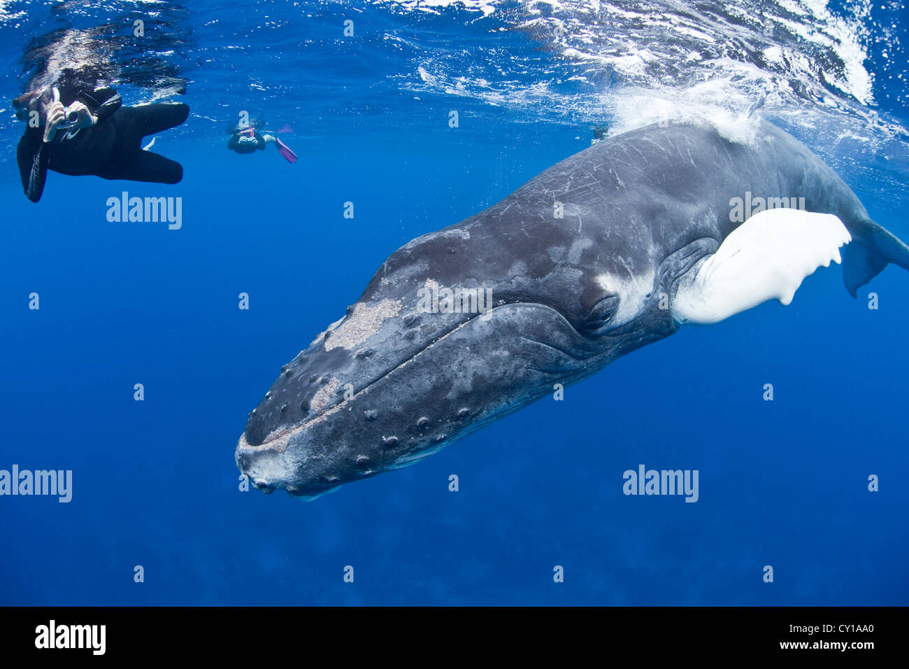 Humpback whale underwater diver hi-res stock photography and images - Alamy