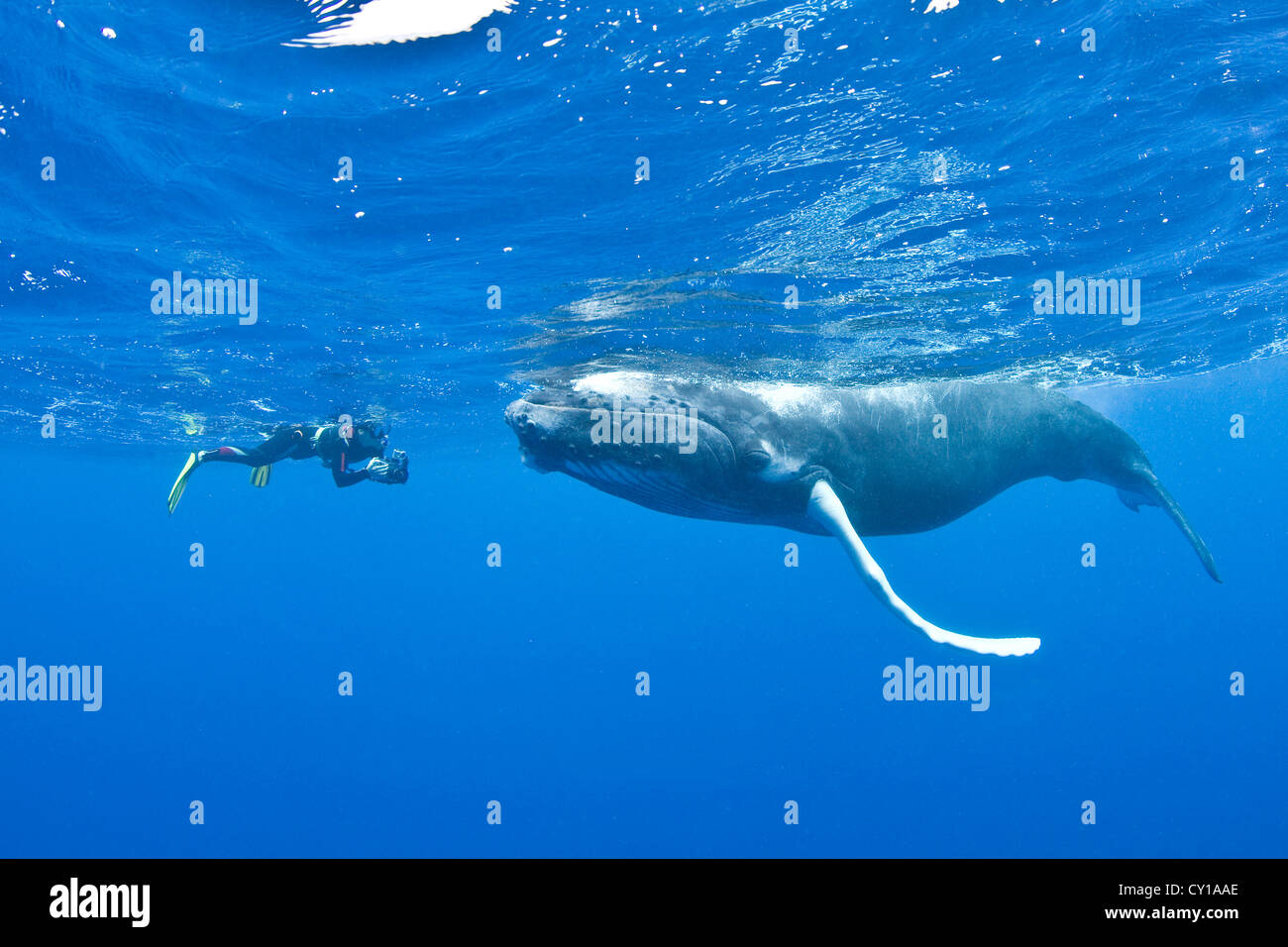 Humpback whale underwater diver hi-res stock photography and images - Alamy