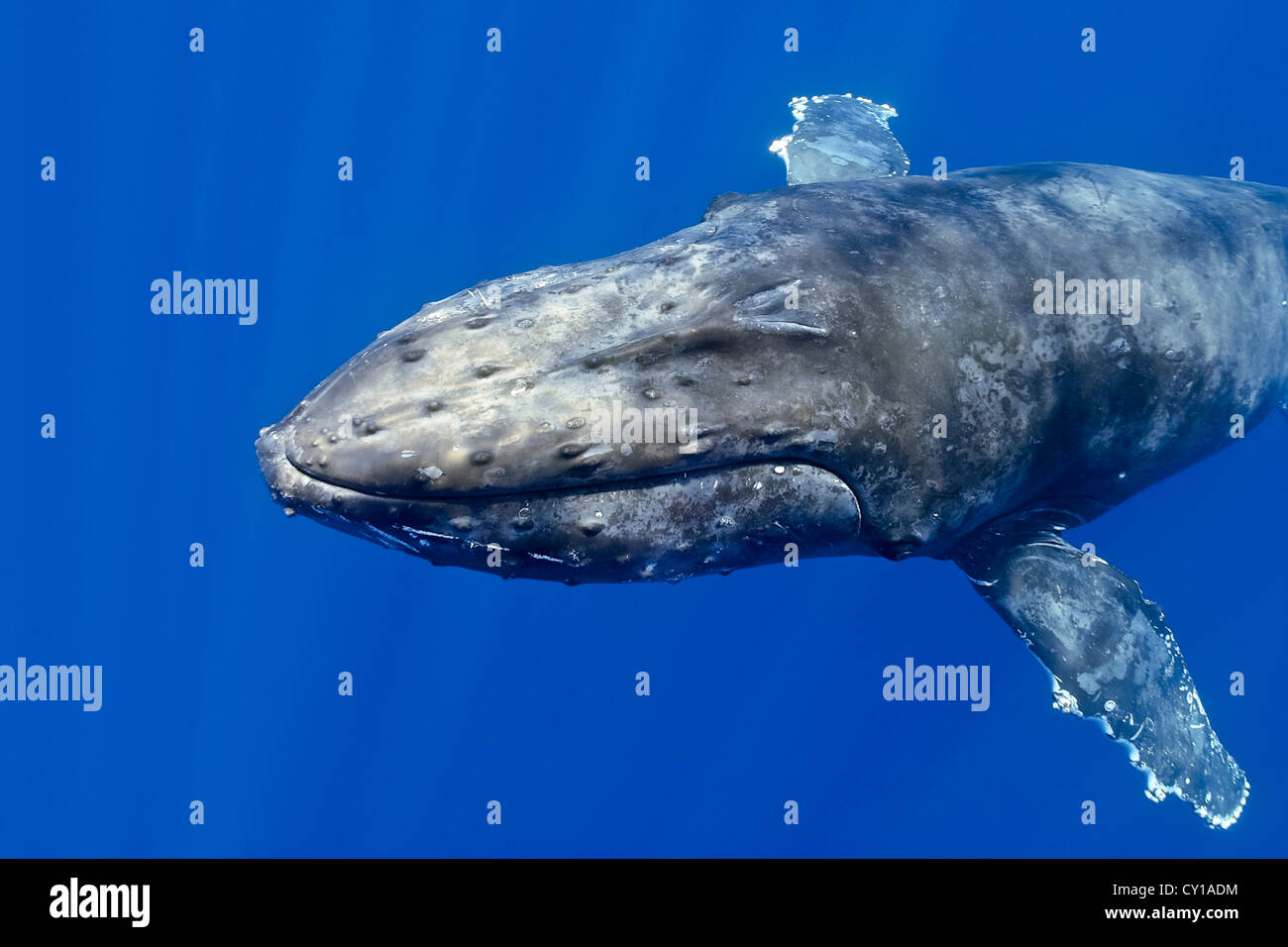 Megaptera Humpback Whale, Megaptera novaeangliae, Hawaii, USA Stock Photo - Alamy