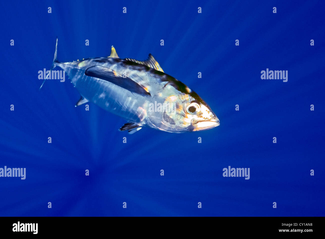 Juvenile Bigeye Tuna, Thunnus obesus, Big Island, Hawaii, USA Stock Photo