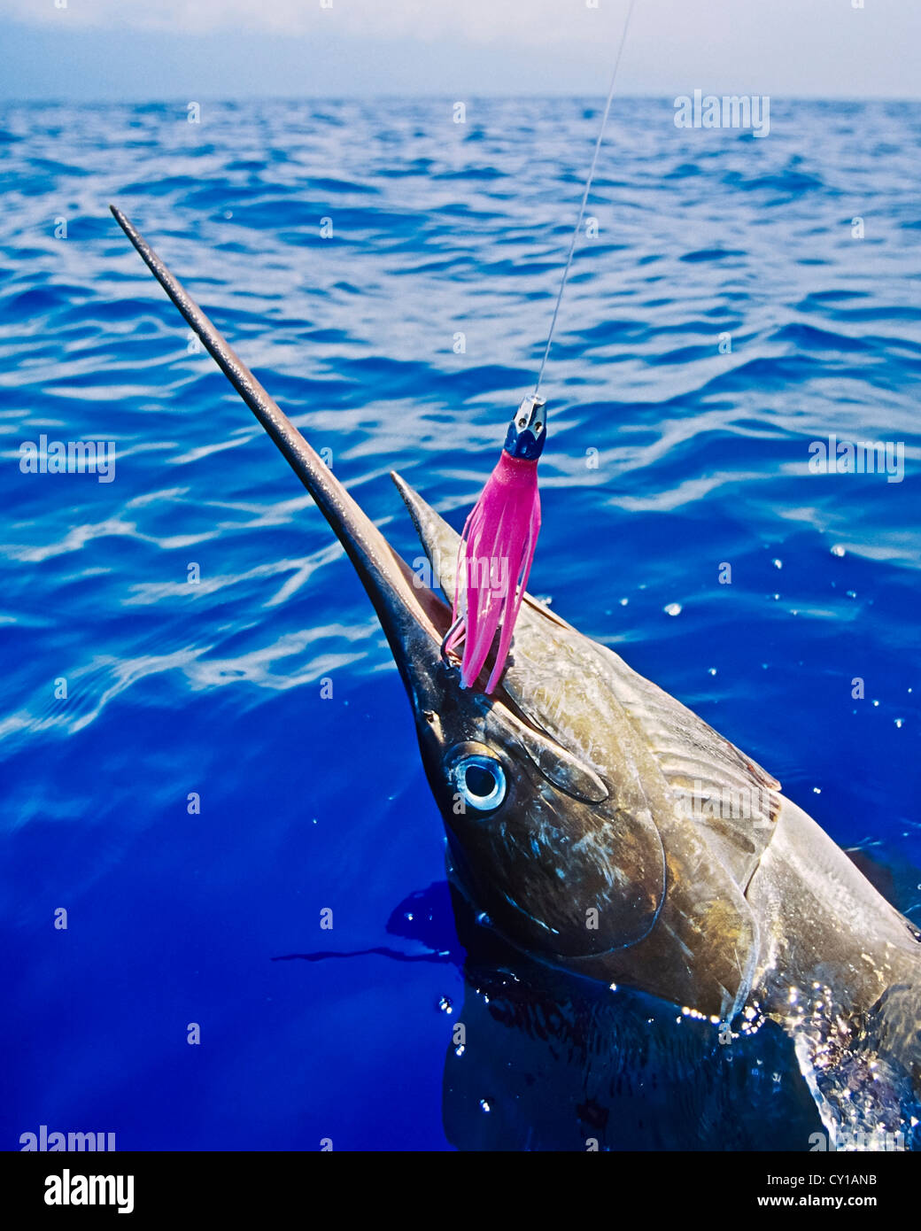 Hooked Blue Marlin, Makaira nigricans, Big Island, Hawaii, USA Stock Photo