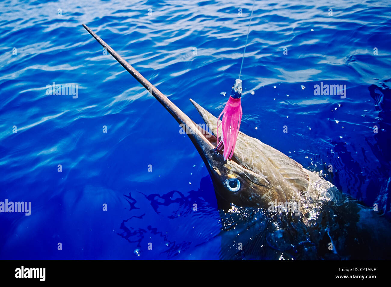Hooked Blue Marlin, Makaira nigricans, Big Island, Hawaii, USA Stock Photo