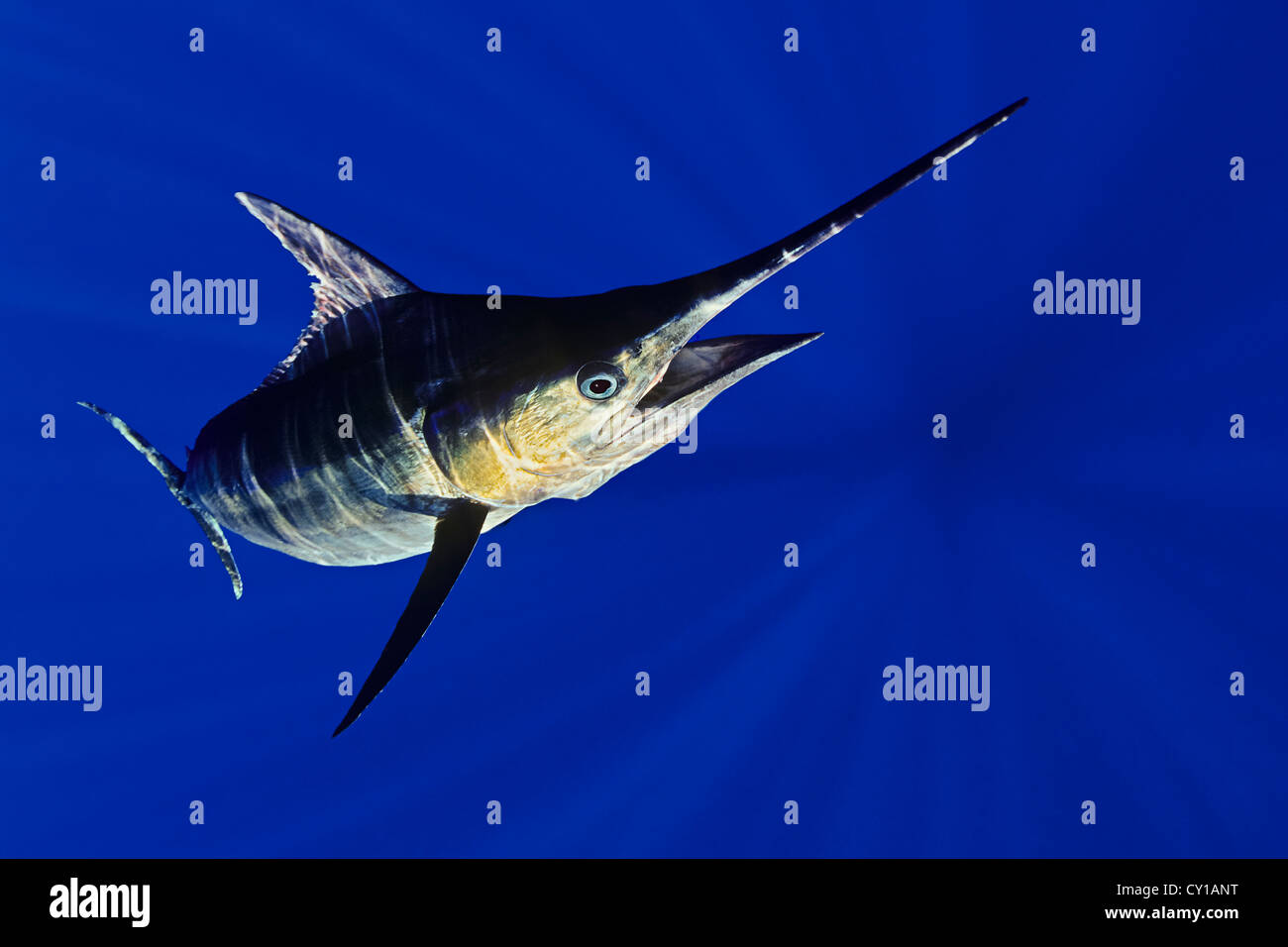 Blue Marlin, Makaira nigricans, Big Island, Hawaii, USA Stock Photo