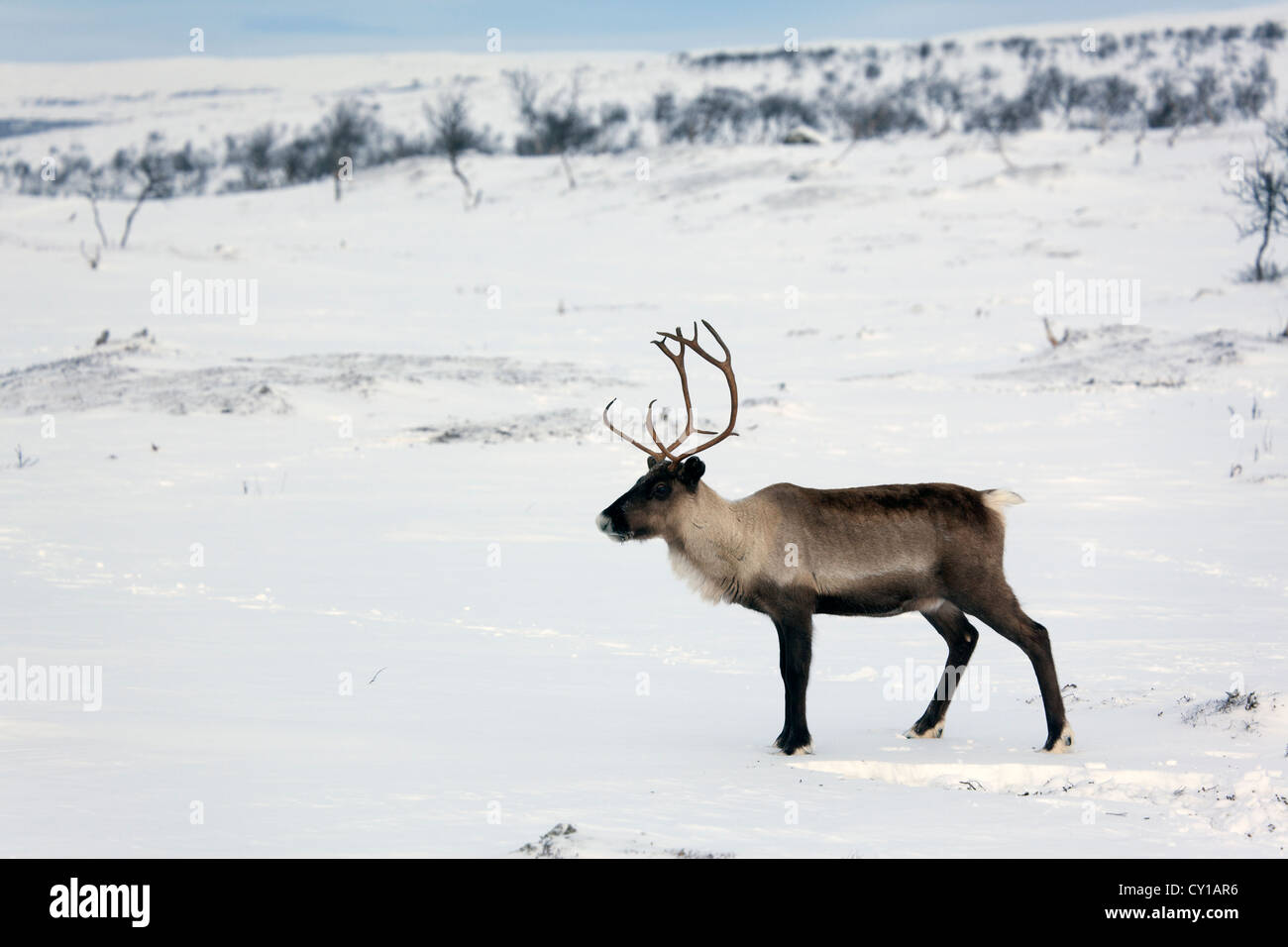 reindeers in Northern Finland Stock Photo