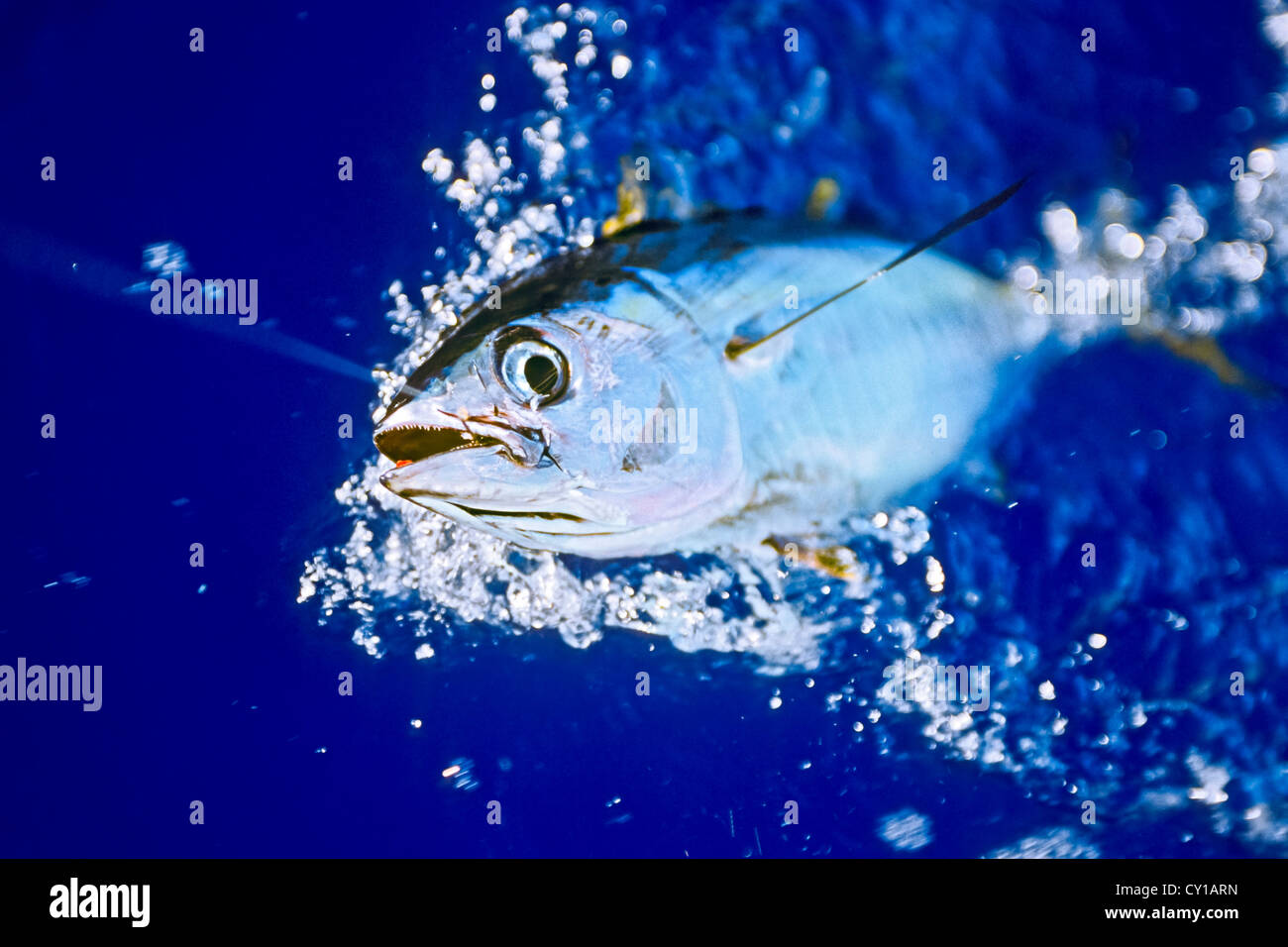 Yellowfin Tuna Underwater High Resolution Stock Photography and Images