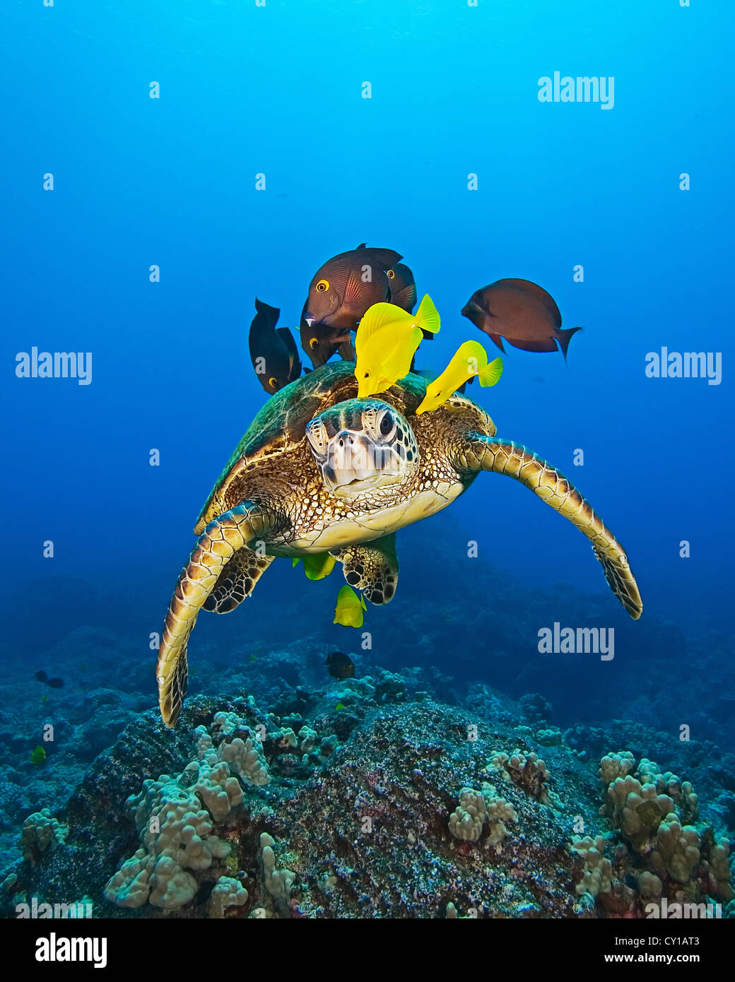 Green Sea Turtle cleaned by Fishes, Chelonia mydas, Big Island, Hawaii, USA Stock Photo