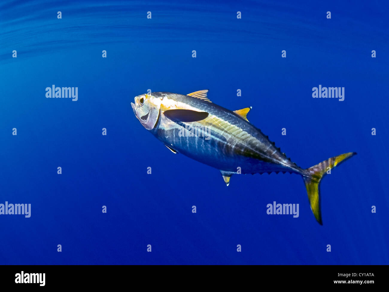 Juvenile Yellowfin Tuna, Thunnus albacares, Big Island, Hawaii, USA Stock Photo