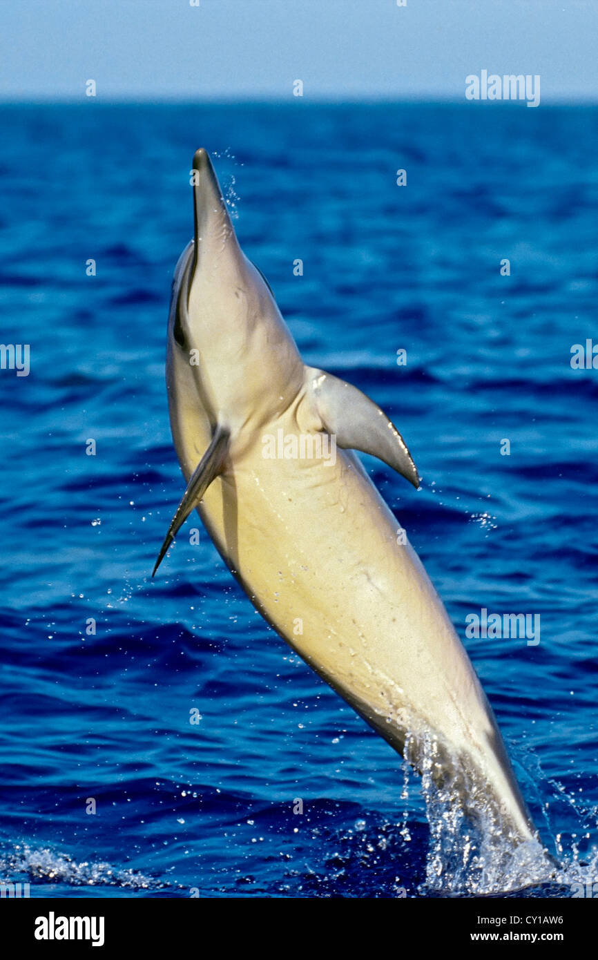 Hawaiian Spinner Dolphin, Stenella longirostris, Big Island, Hawaii, USA Stock Photo