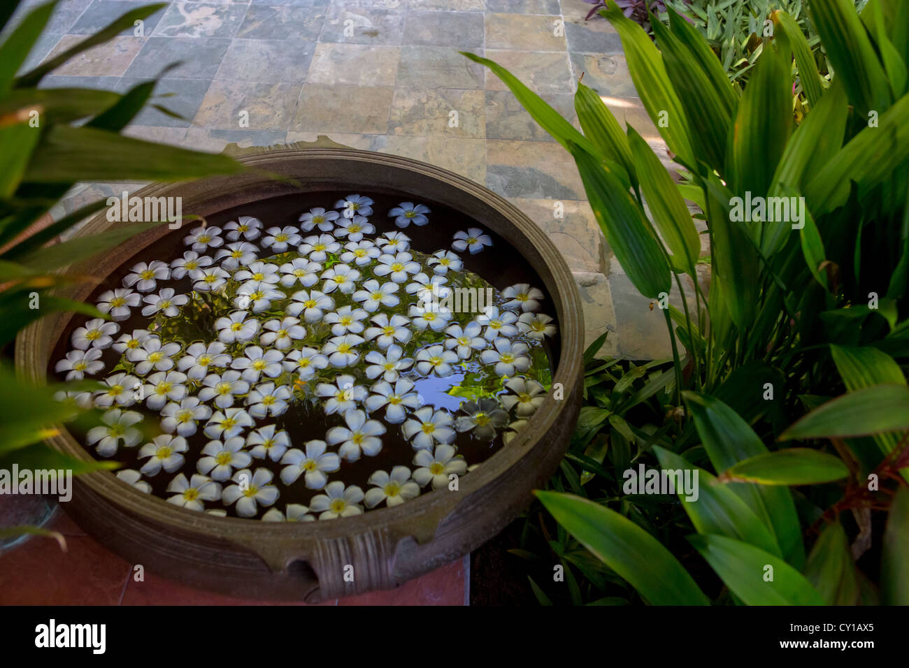 A display of temple tree flowers floating in water Stock Photo Alamy