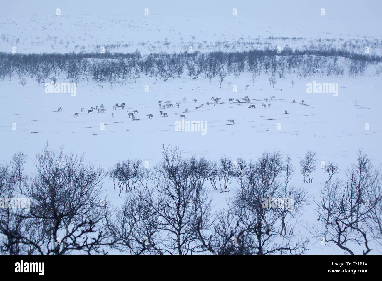 reindeers in Northern Finland Stock Photo